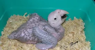 Best Baby parrots