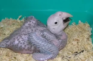 Baby parrots sitting on nest.
