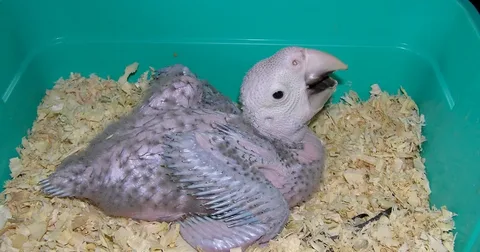 Baby parrots sitting on nest.