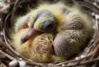 Best Baby Pigeon