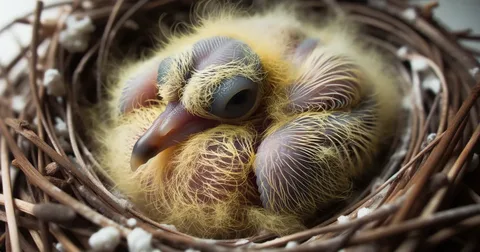 Pigeon sitting in a small nest.