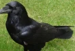 Beautiful big black bird