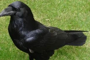 Beautiful big black bird