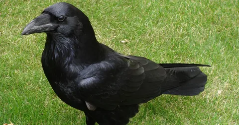 Beautiful big black bird