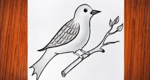 Best Bird Drawing easy