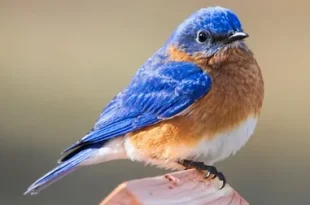 Best small blue bird