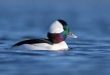 Best bufflehead birds