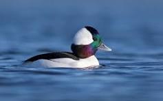Best bufflehead birds