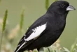 Best colorado birds