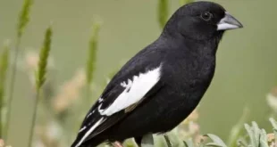 Best colorado birds