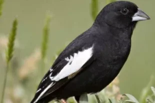 Best colorado birds