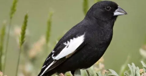 Best colorado birds