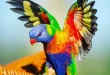 Beautiful colorful birds