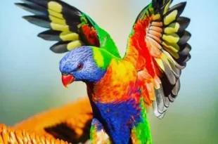 colorful birds sitting on a branch