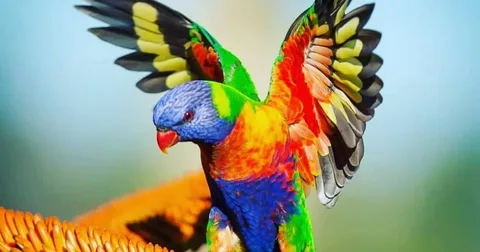 colorful birds sitting on a branch