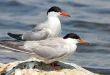 Best Common Tern Birds