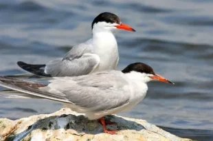 Two Common Tern Birds on rock.