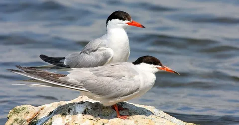 Two Common Tern Birds on rock.