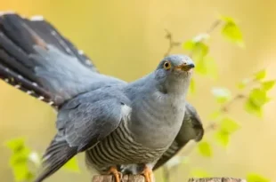 Cuckoo bird perched on a tree branch