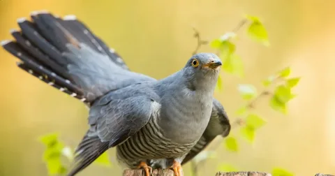 Cuckoo bird perched on a tree branch