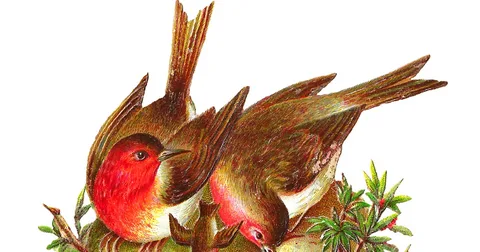 Simple cute bird sketch showing a happy bird with open wings.