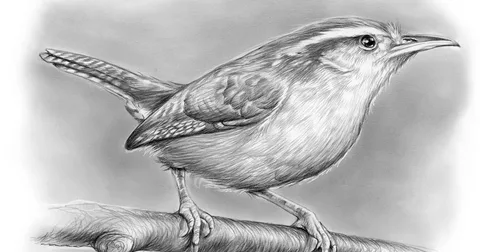 Colorful cute bird drawing created with watercolor and fine line art.