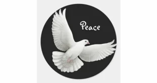 Beat dove birds drawing