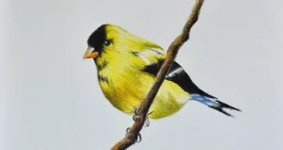 Beautiful Birds Flying Drawing