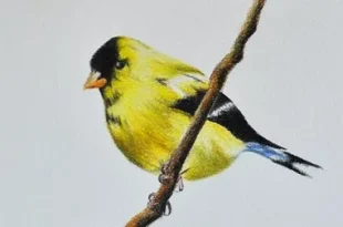 Beautiful Birds Flying Drawing