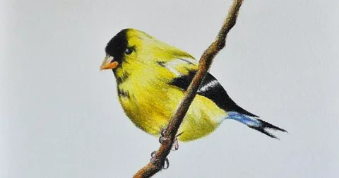 Beautiful Birds Flying Drawing