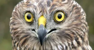 beautiful harrier bird seeing