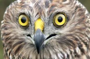 beautiful harrier bird seeing