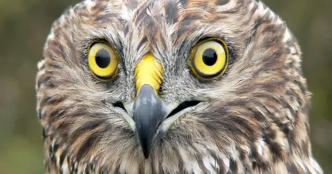 beautiful harrier bird seeing