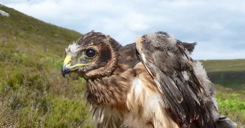 Beautiful harrier bird sitting on grass