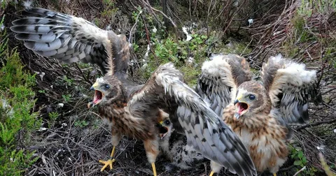 Best flying bird crying