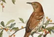 Best birds drawing