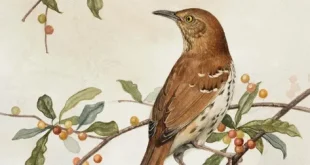 Best birds drawing