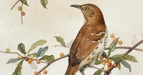 Birds drawing with pencil on white paper.