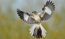 Mockingjay on branch