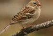 best old sparrow birds