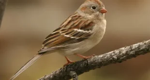 best old sparrow birds