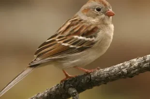 best old sparrow birds