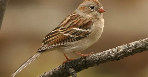 best old sparrow birds
