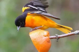 Beautiful orioles birds