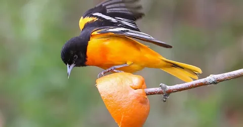 Beautiful orioles birds