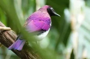 Beautiful purple bird