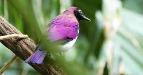 Beautiful purple bird