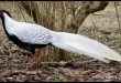 silver pheasant birds