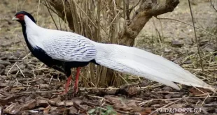 silver pheasant birds