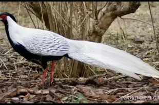 silver pheasant birds